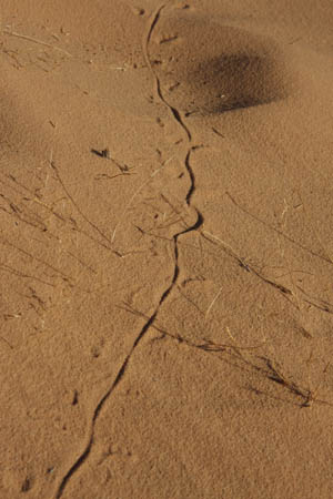 wadi rum 066