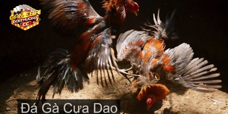 Giới thiệu về các điểm hấp dẫn của đá gà trực tiếp cựa dao