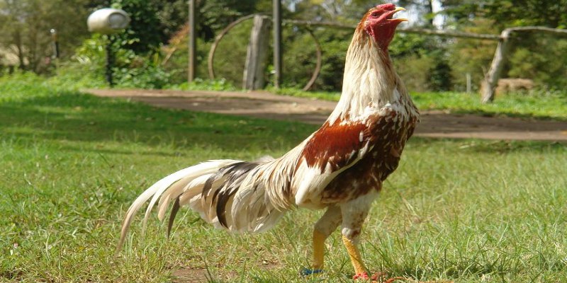 Dòng gà Shamo nổi tiếng nhất hiện nay