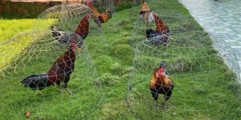 Trại gà Mít Trà Cú là một địa điểm cực kỳ nổi tiếng