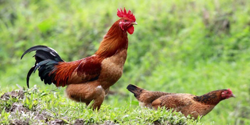 Các phương pháp lai tạo gà giống khác