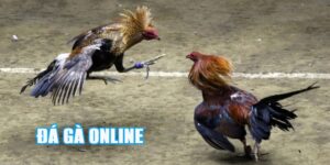 Đá Gà online